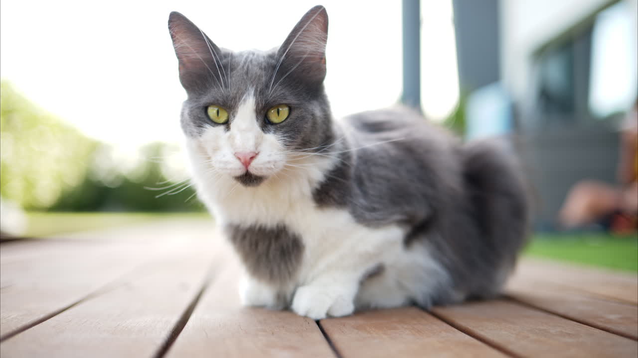 Black and white cat near a pool in Cyprus