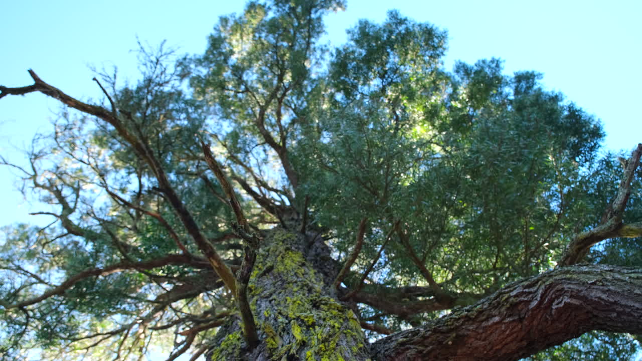 Rough textured bark with yellow lichens of ancient blackwood tree, upward view