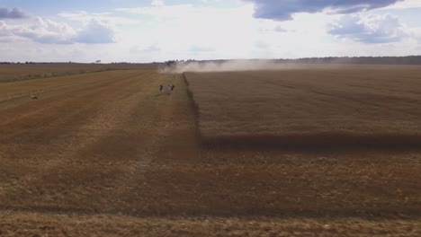 storks near combine harvester in agricultural fields on a sunny summer evening