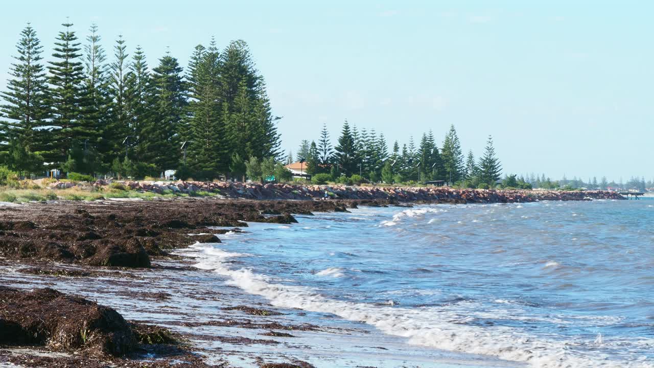 olas rompiendo en una playa azotada por el viento cubierta de montones de algas