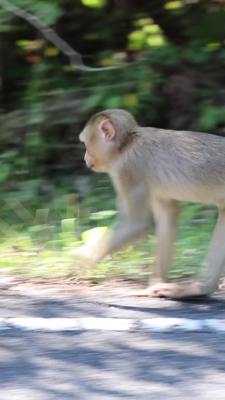 Wild Monkey Walking Quickly Along a Roadside