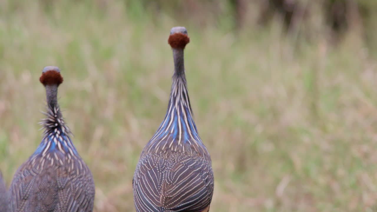 Ayam Mutiara Vulturine berjalan di padang rumput di Kenya.