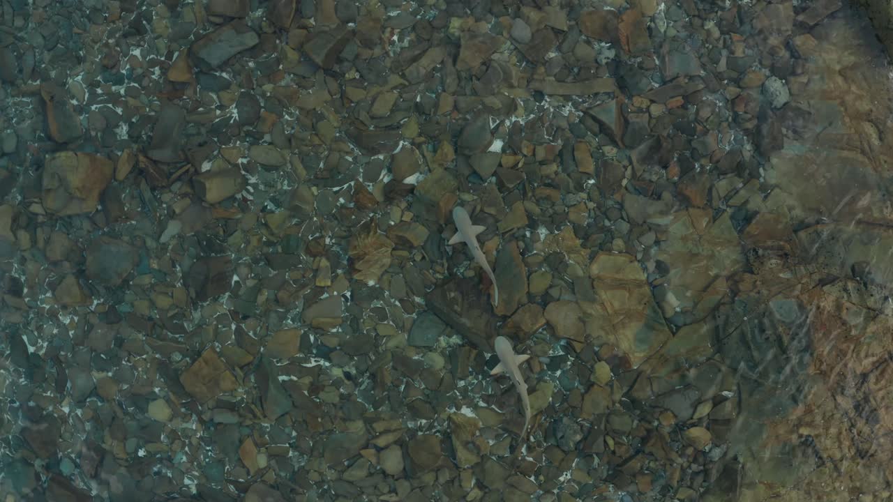 A couple of black tip sharks swimming in the shallow rocky waters in Fiji - top view