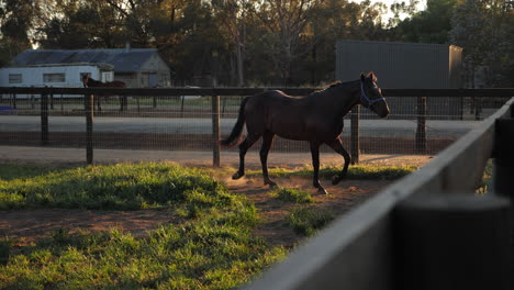 Stallion-in-pen-during-mating-season-during-golden-hour