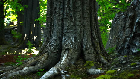 asian tropical rainforest with moss