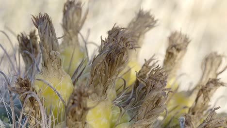 primer plano de la fruta del cactus barril amarillo todavía en la parte superior del cactus, super primer plano de mano 4k