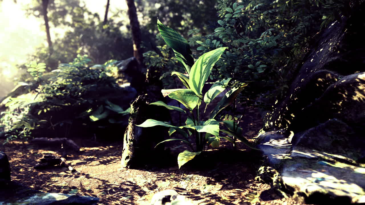 Plantas verdejantes e exuberantes prosperam entre rochas em um cenário florestal vibrante