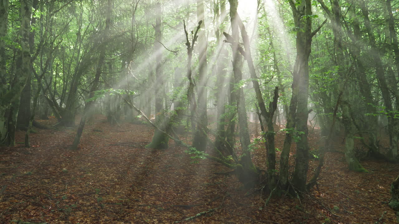 Time lapse in a misty beech forest revealing the rays of the sun