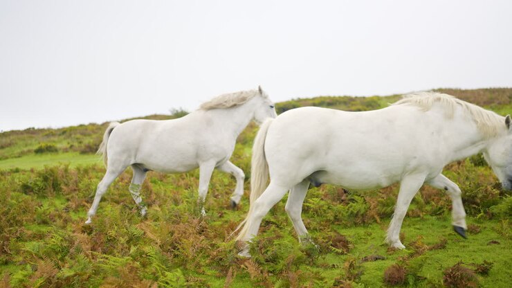 Horses in a field