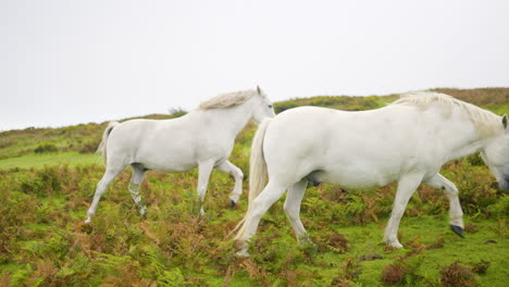 caballos en un campo