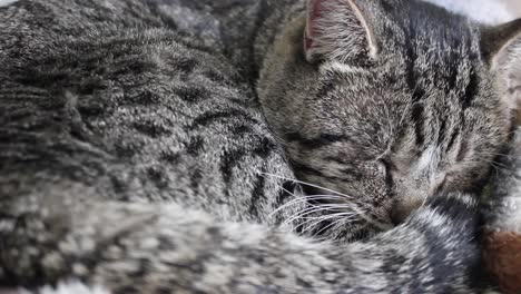 adult tabby cat passed out sleeping on a couch