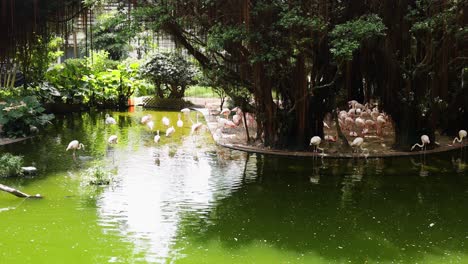 los flamencos se reúnen junto a un estanque sereno