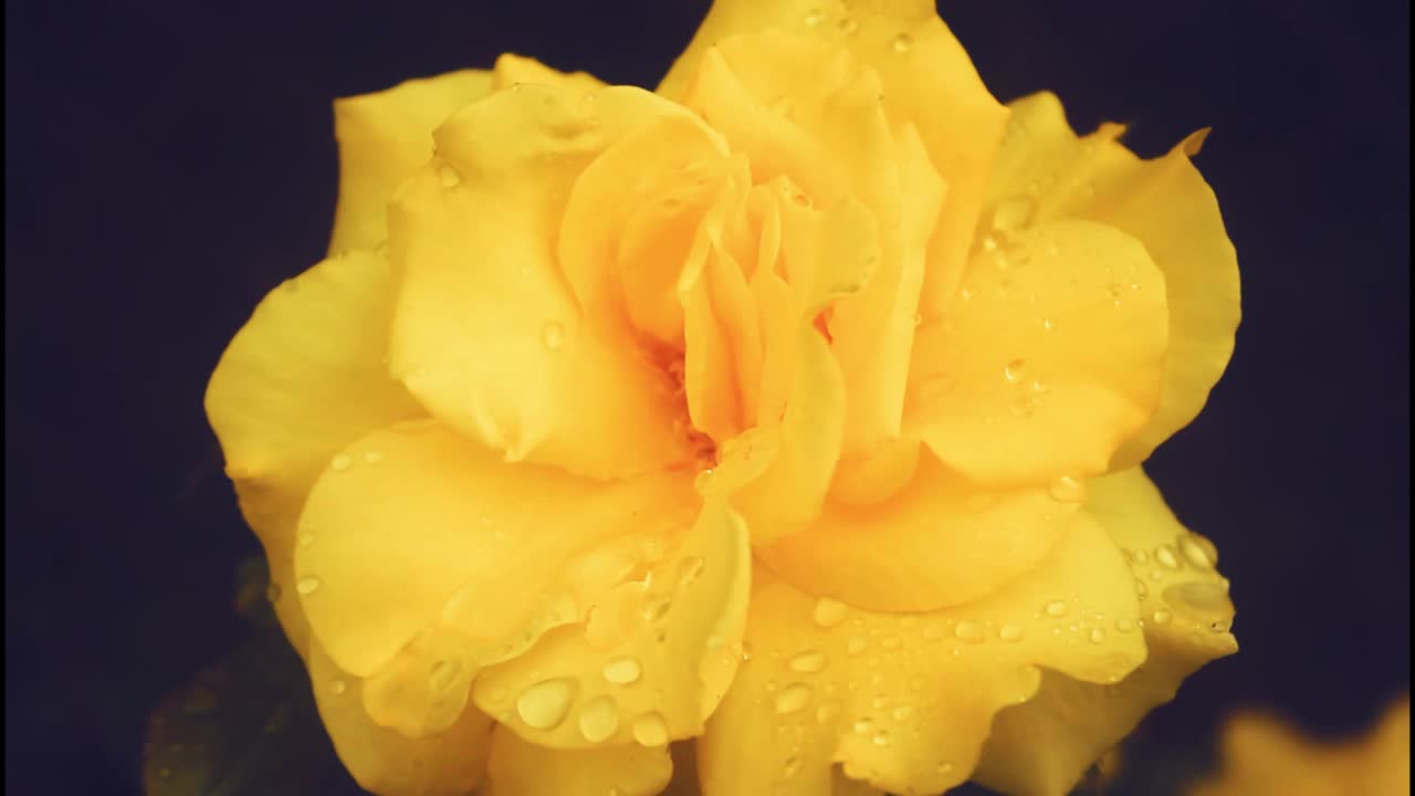 물방울이 있는 노란색 장미의 클로즈업