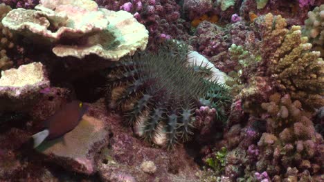 corona de espinas de cerca en el arrecife de coral tropical