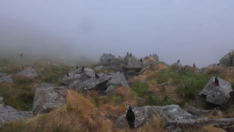 Papageitaucher-(Fratercula-Arctica),-Auf-Dem-Felsen-Auf-Der-Insel-Runde-(Norwegen).