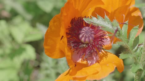 a bee working away inside a poppy in a tranquil garden