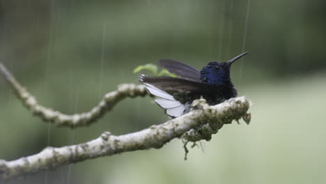 macho jacobino de cuello blanco posado en una ramita, bañándose en la lluvia