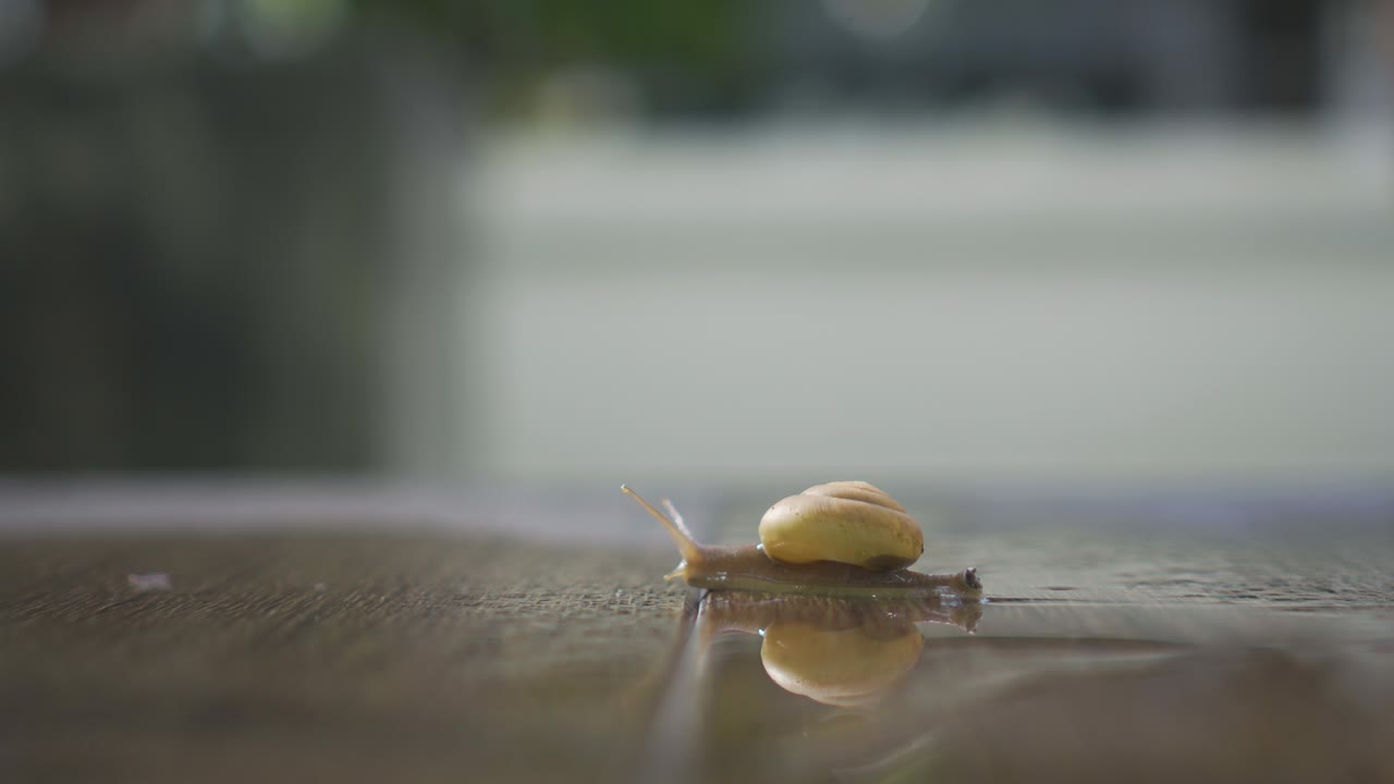 4k 영상: 은 나무 바닥에서 천천히 기어다니는 달이