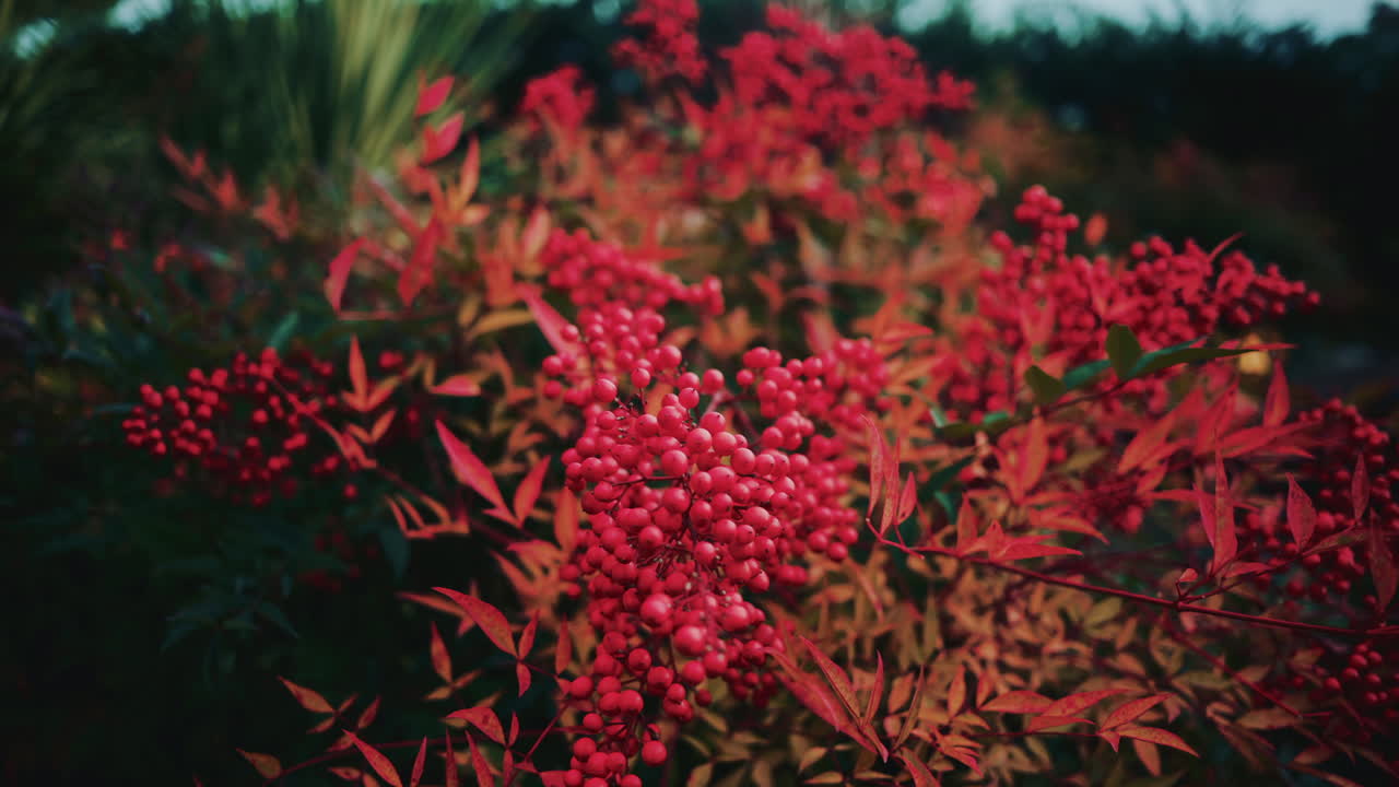 Close up of red berries on a branch, with blurred foliage creating a rich, colorful botanical background