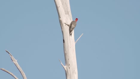 red bellied woodpecker pecking on tree with blue sky in the background