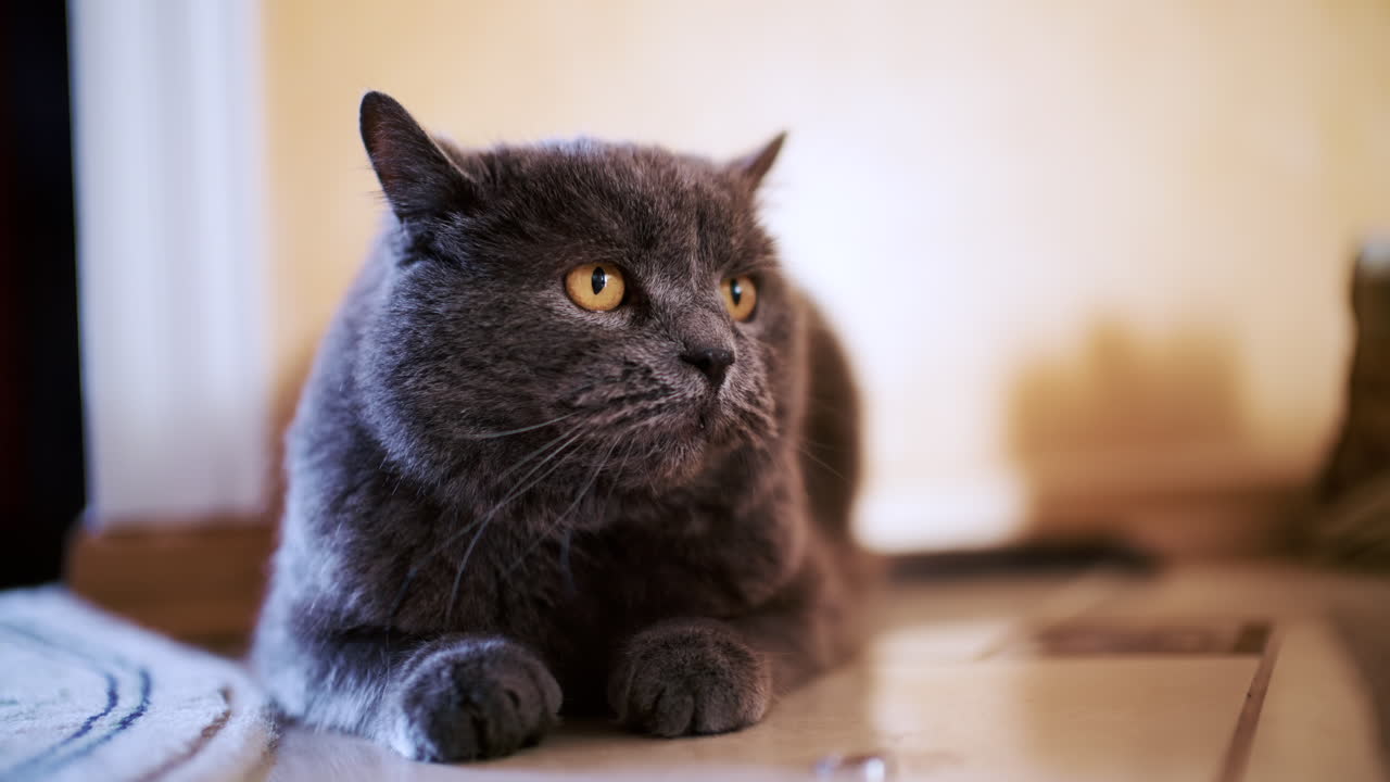 Ritratto Ravvicinato di un Gatto Grigio Comodamente Sdraiato sul Pavimento