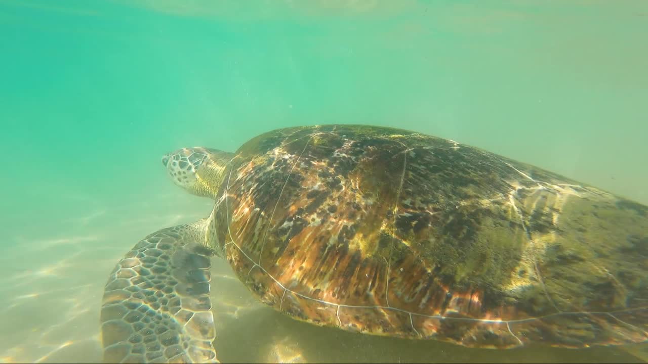Slow motion GoPro shot of turtle swimming in bay marine animal on sandbar ocean floor of sandy beach Hikkaduwa Sri Lanka travel tourism holidays