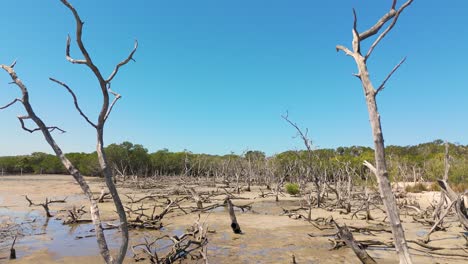 drone captures coastal erosion and dead mangroves