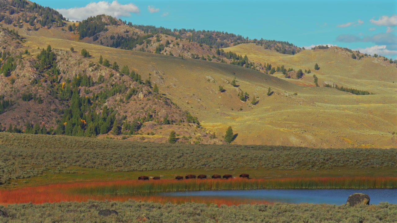 Yellowstone Ulusal Parkı, Wyoming'deki vahşi Amerikan bizonu sürülerinin su içtiği bir hat. Amerika'nın Serengeti'si olarak bilinen bu doğal yaşam alanında, sonbaharda Lamar Nehri'nin açık manzaraları ve doğal güzellikleriyle dolu bir manzara.