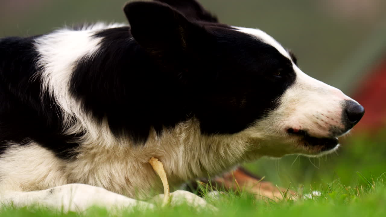 Close-up video of a Border Collie chewing while resting on grass. Ideal for animal behaviour, canine training, working dog breeds, countryside themes and natural outdoor pet footage