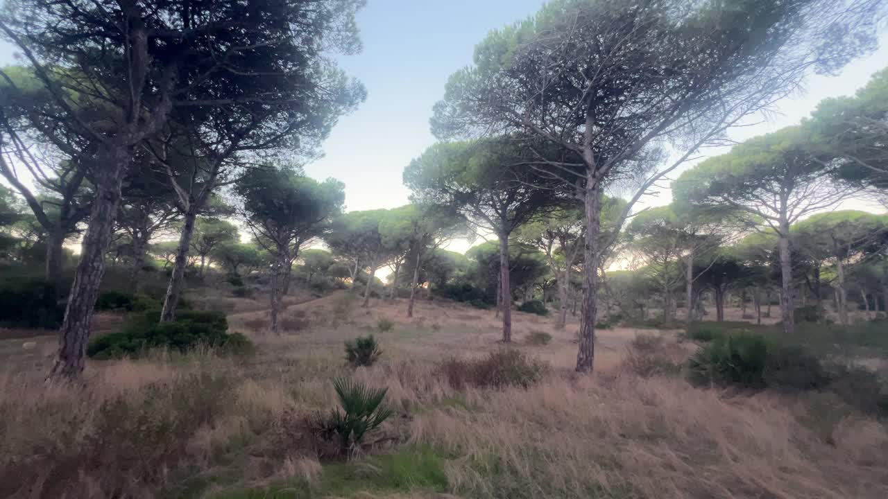 Wide shot of a solitary forest on a cloudy day