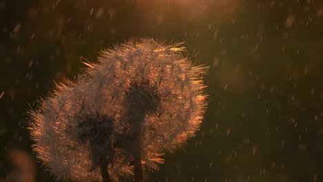 diente de león en la lluvia del atardecer
