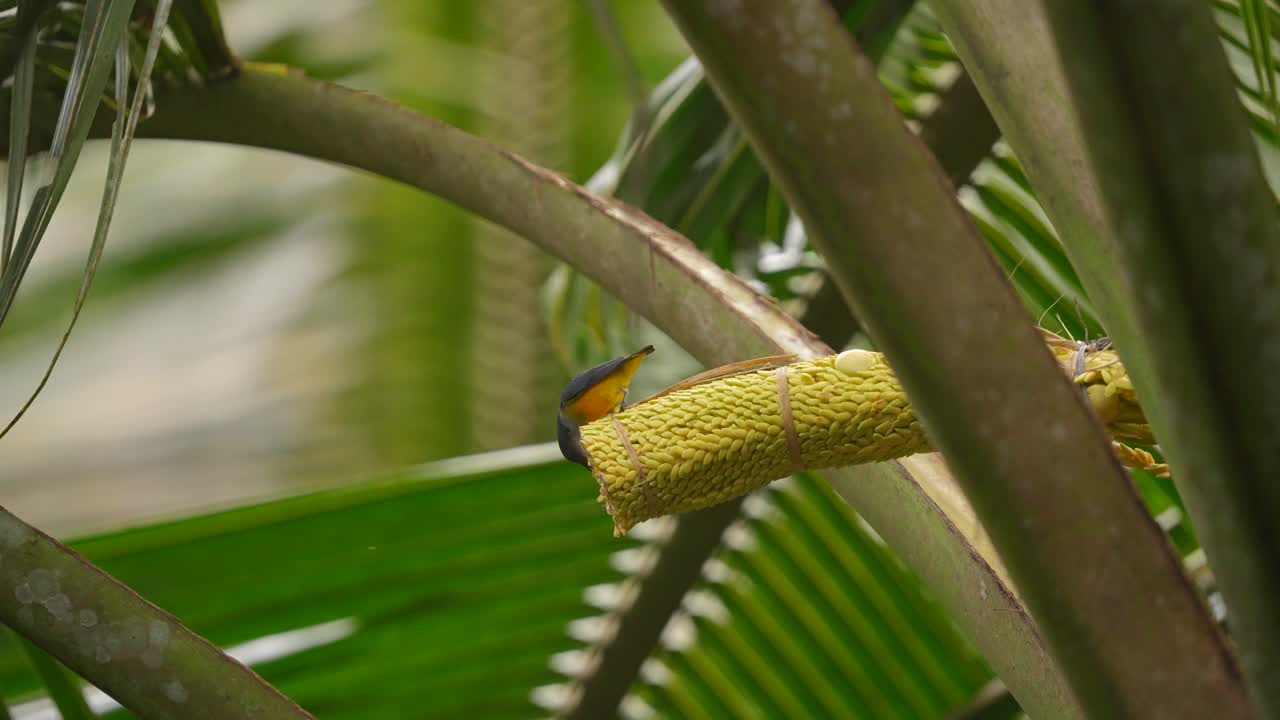 madu kelapa o el pájaro sol de garganta marrón comiendo una flor de coco en el jardín