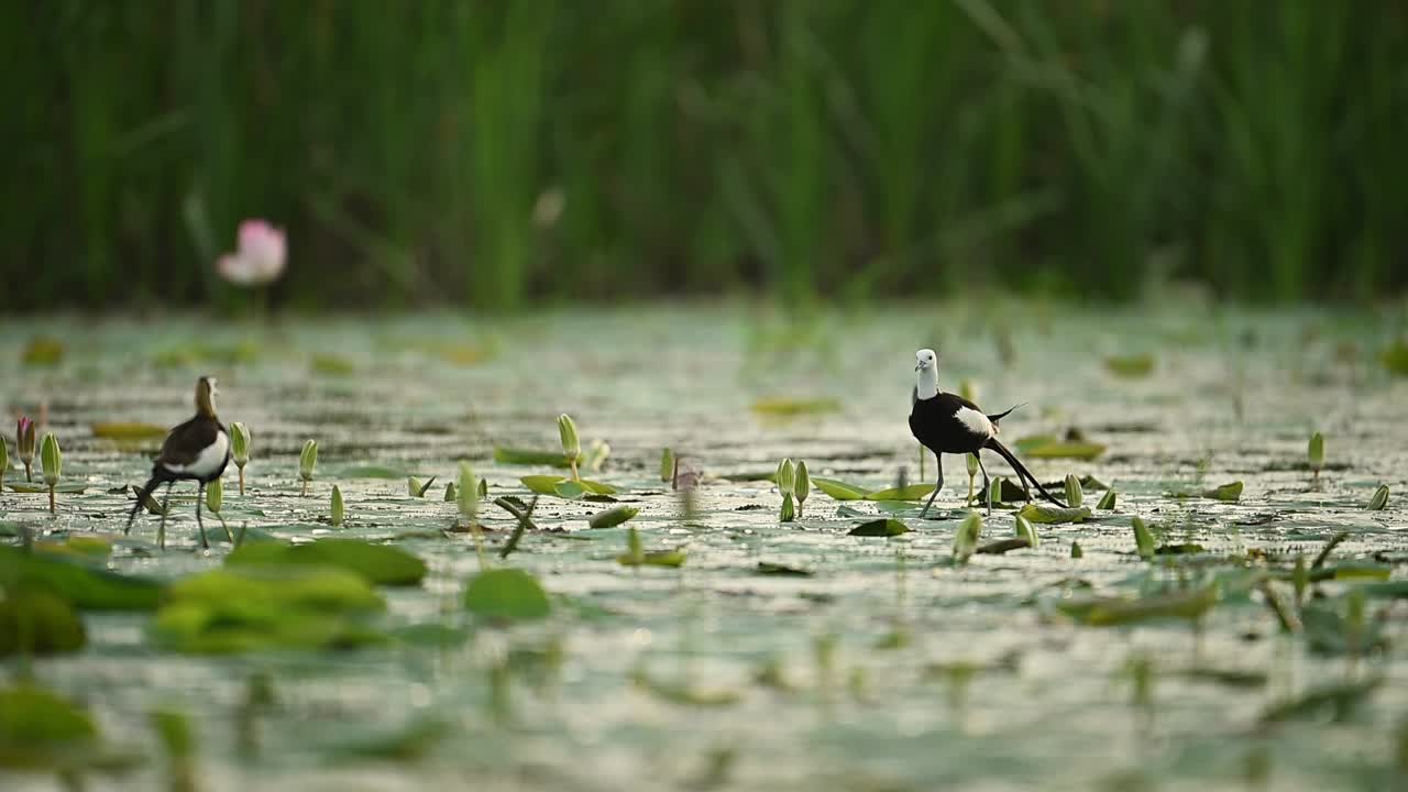 Long-tailed Jacanas in pairs display natural harmony under soft dawn light