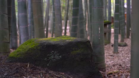 people walking through the beautiful bamboo forest with blur background during sunny day - close up shot