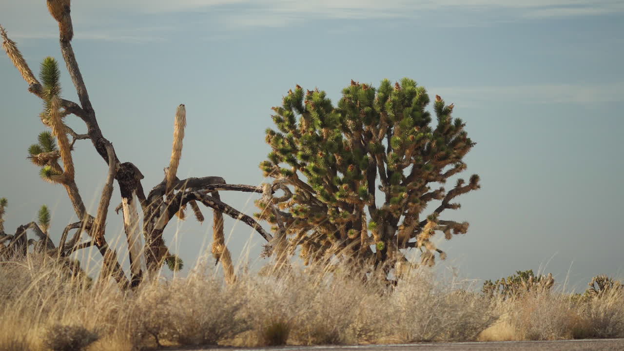 Pan over Joshua Tree plant with grassy reeds in foreground vegetation nature travel tourism Mojave Preserve National Park California USA