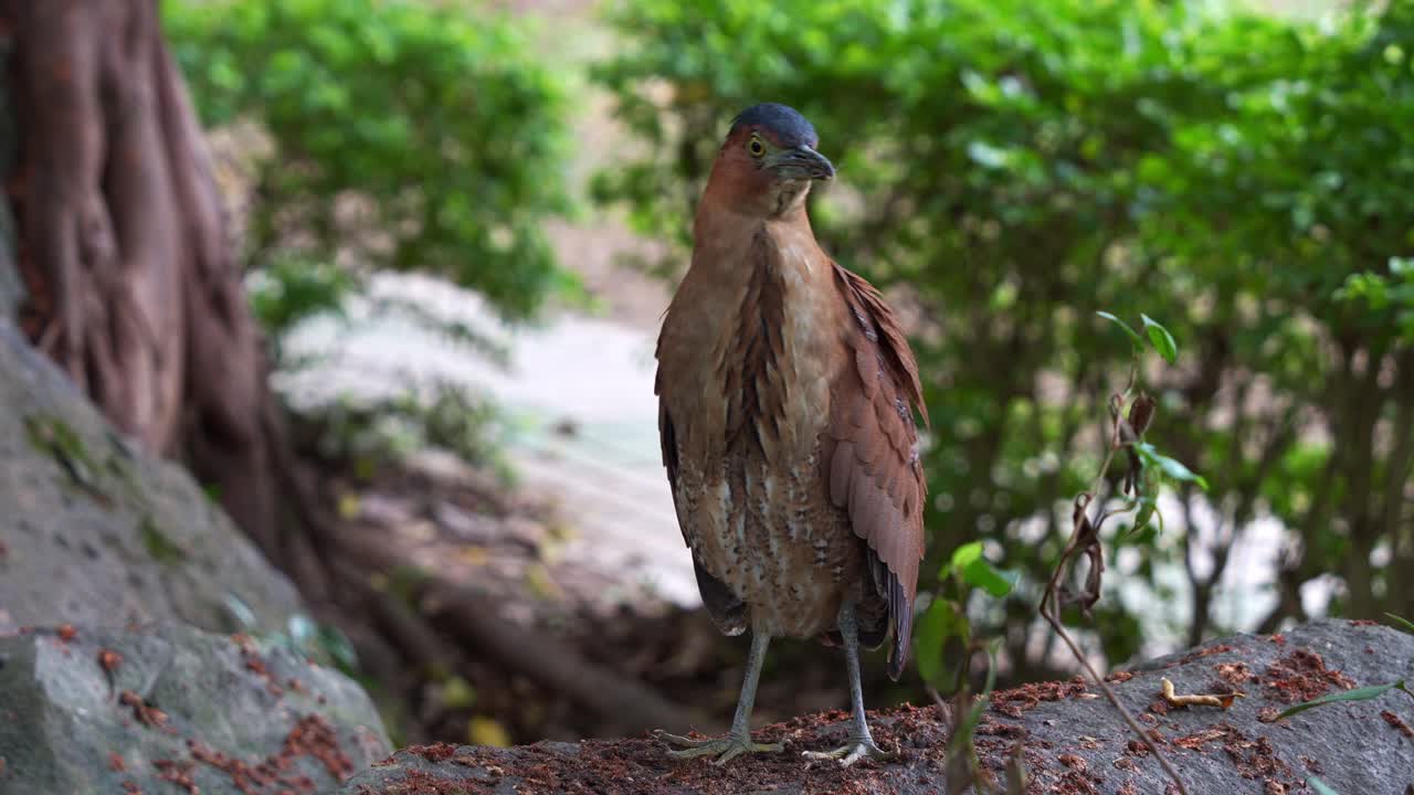 una garza nocturna malaya está alerta en el suelo del bosque, los ojos escaneando sus alrededores con precaución, tiro de cerca