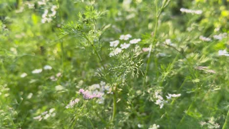 tracking shot of coriander blossoming flowers in the farm