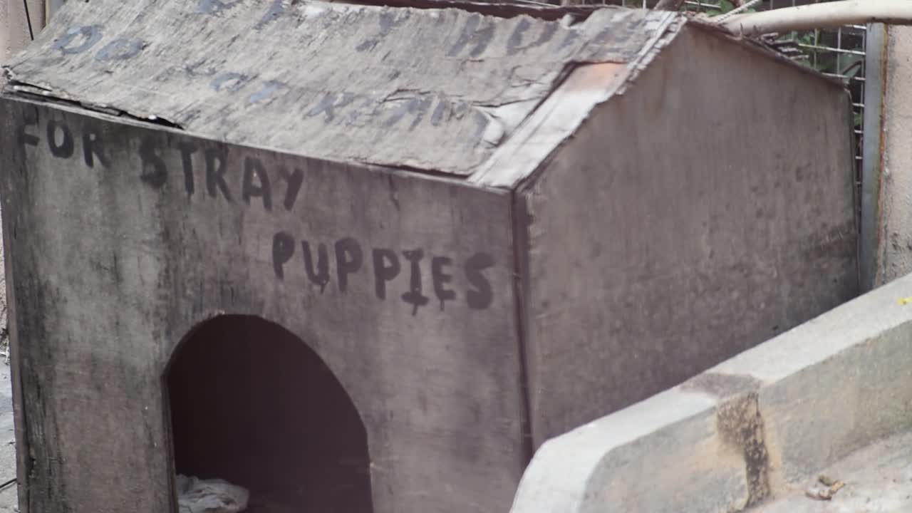 Cuccia per cani a lato della strada. Cuccioli randagi