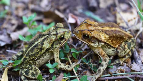 Statisches-Makrovideo-Von-Zwei-Golfküstenkröten-Incilius-Valliceps