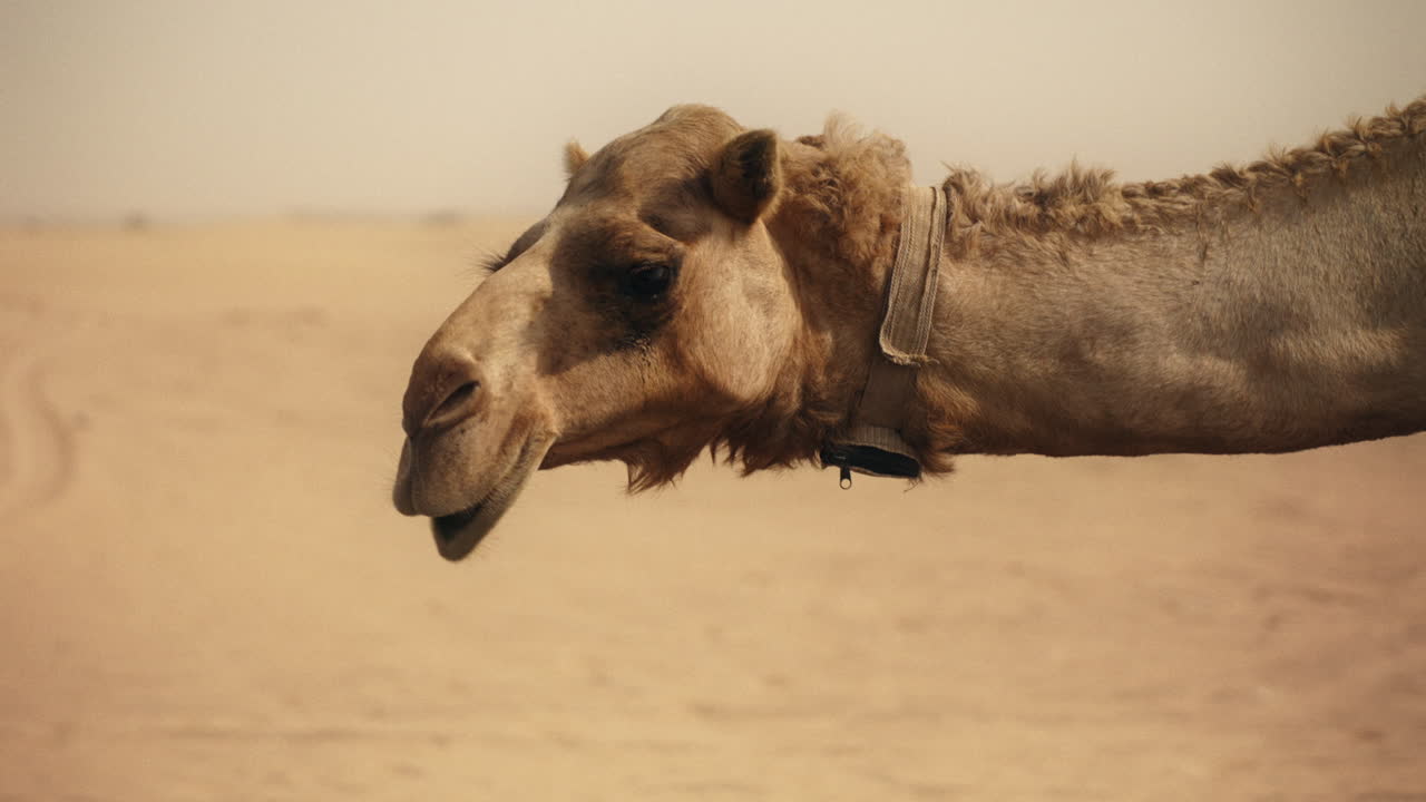 camello en el desierto