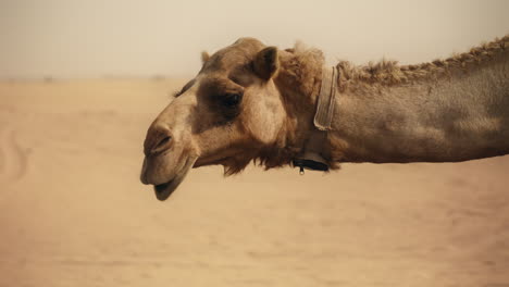 Camel in the Desert