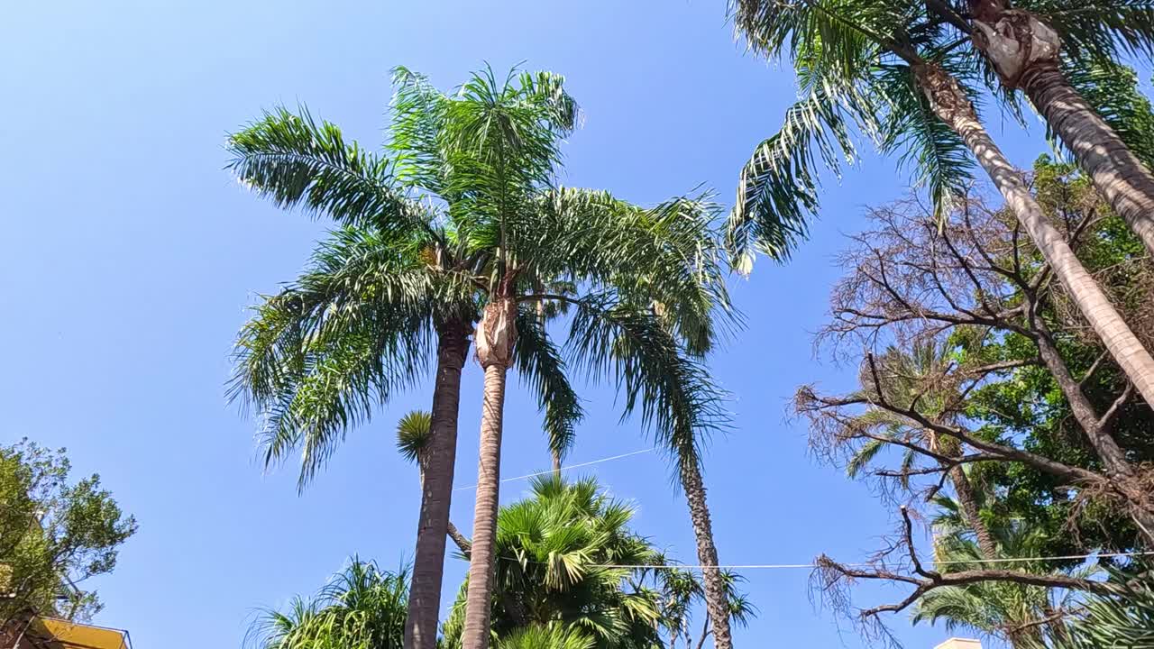 이탈리아 소렌토 의 나무 와 건물 들