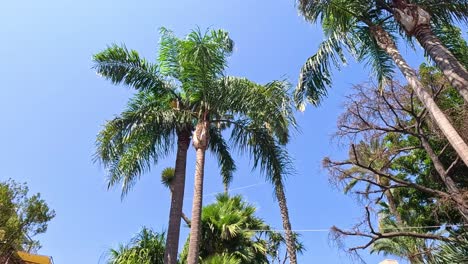 palm trees and buildings in sorrento, italy