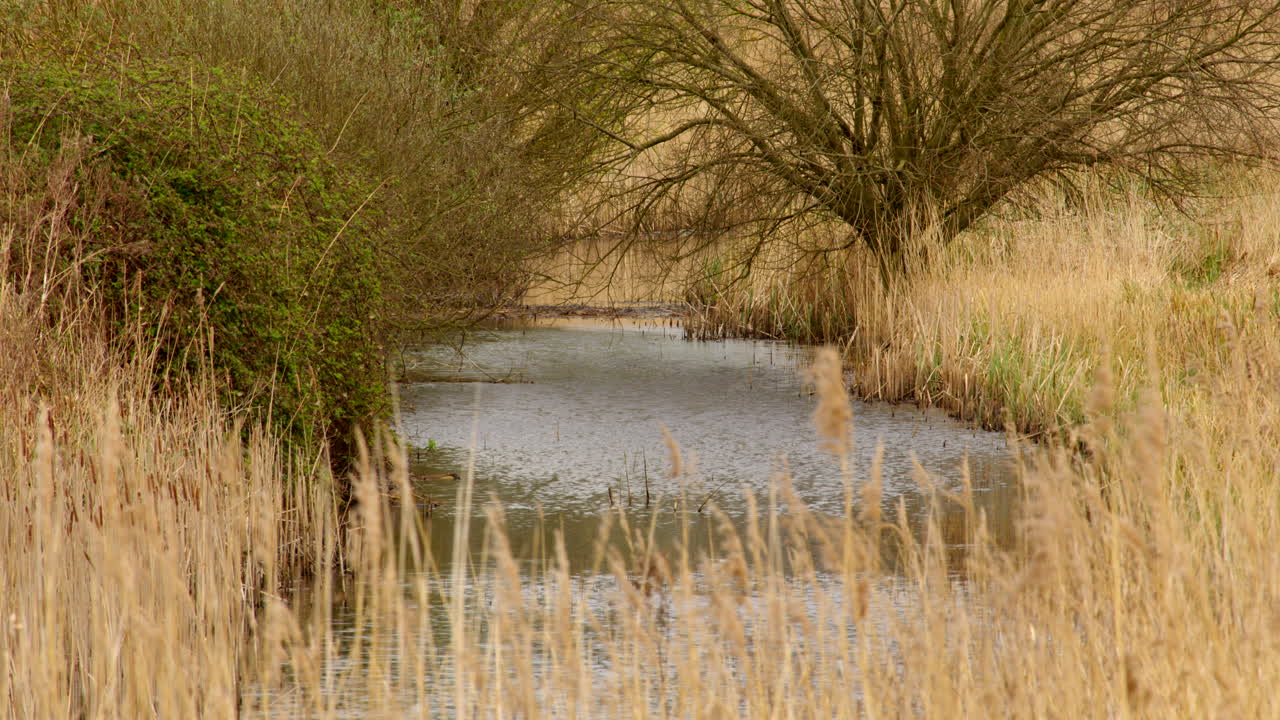 mirando hacia abajo una zanja de drenaje con cañas en primer plano en una reserva natural de humedales en el río hormiga en el norfolk broads