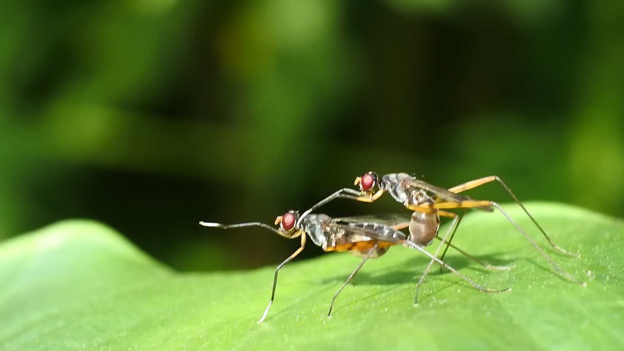 due coleotteri che si accoppiano sulle foglie del giardino