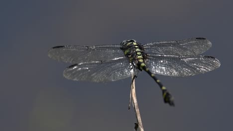 the common flangetail dragonfly is commonly seen in thailand and asia