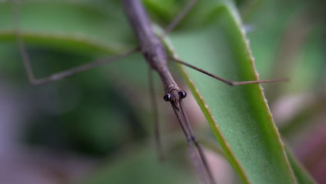 water stick insect  rests on succulent plant