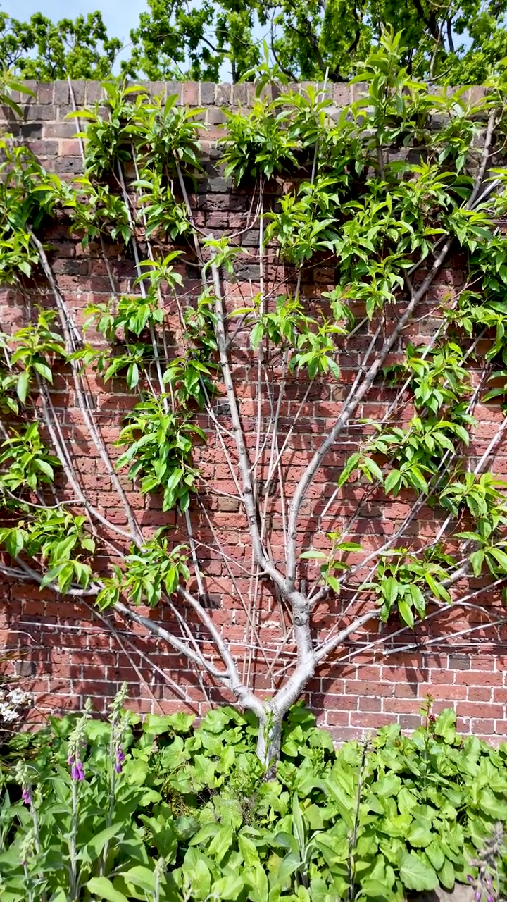 Espaliered fruit tree with green leaves growing against a textured red brick wall in a garden