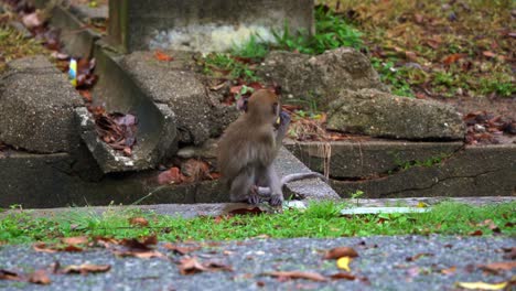 Young-crab-eating-macaque,-long-tailed-macaque-alerted-by-the-surroundings,-throw-its-tiny-coconut-away-into-the-roadside-ditch