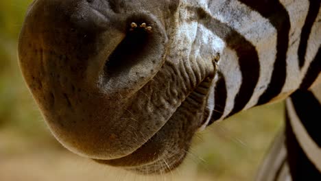 macros shot of flies walking over a zebras nose and mouth in the wild